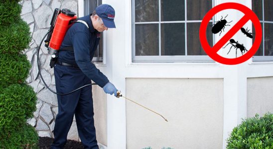 Kulu Hamam Böceği İlaçlama böcek ilaçlama ve haşere kontrolü — ilaclama-tr.com